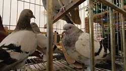 В Челябинской области прошла выставка декоративных голубей