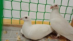 В Челябинской области прошла выставка декоративных голубей