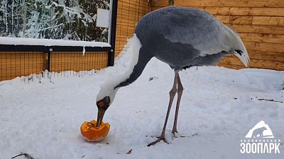 Видео новогодних каникул в Челябинском зоопарке