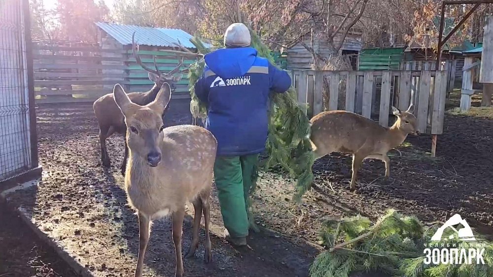 Почему Челябинский зоопарк не принимает елки у населения