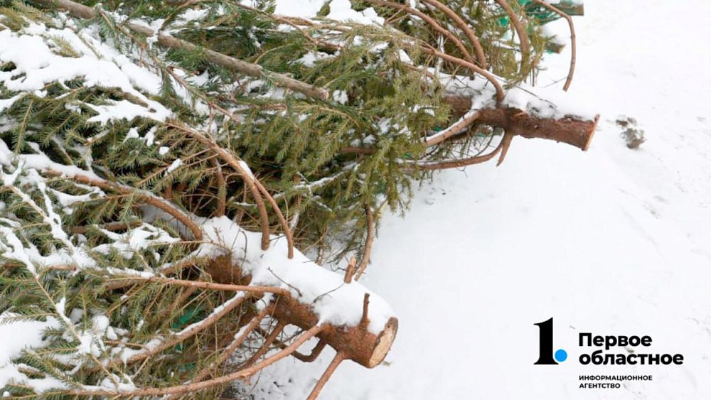 Челябинцы начали выбрасывать елки