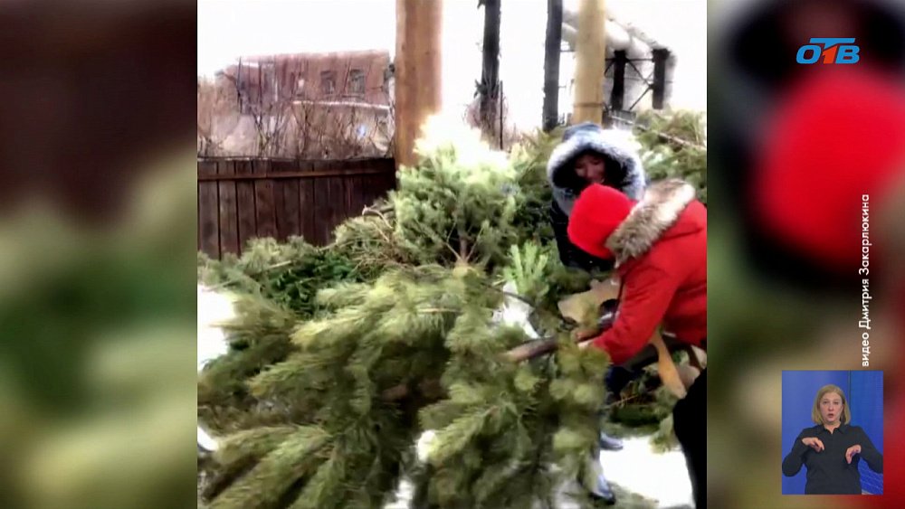 Коммунальщики напомнили, как правильно утилизировать новогодние ели
