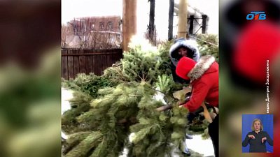 Коммунальщики напомнили, как правильно утилизировать новогодние ели