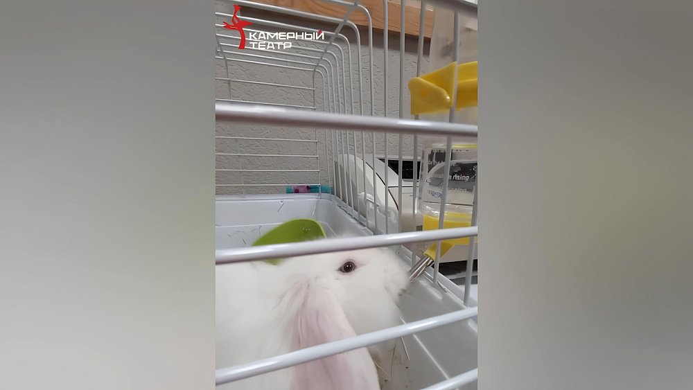 Актриса Челябинского Камерного театра ищет дом