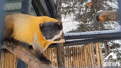 Новогоднее угощение для харз в Челябинском зоопарке