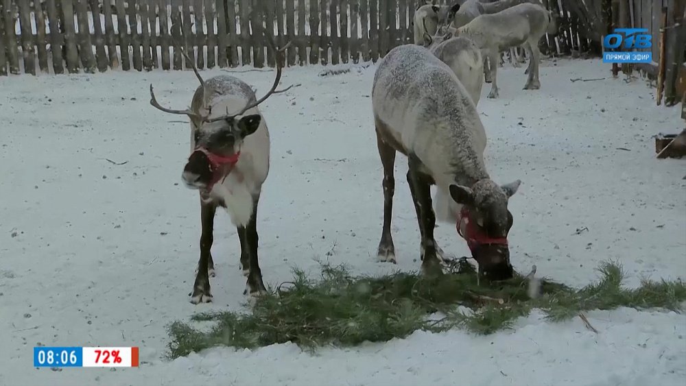 О том, где живут «волшебные олени», в рубрике «Из города — в деревню»