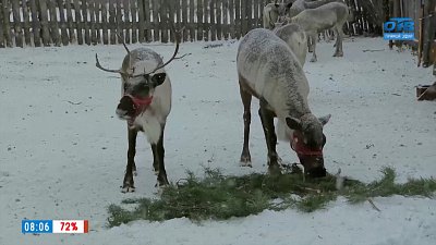 О том, где живут «волшебные олени», в рубрике «Из города — в деревню»