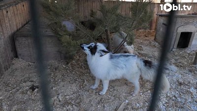 Диким животным в приюте Карена Даллакяна подарили новогодние ёлки 