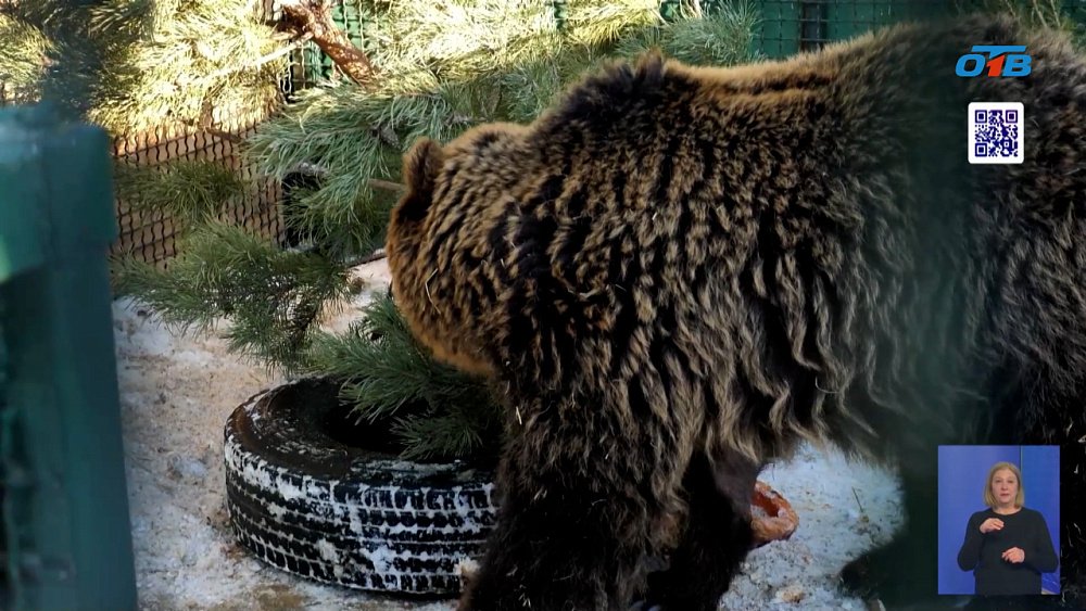 Диким животным в приюте подарили новогодние ёлки
