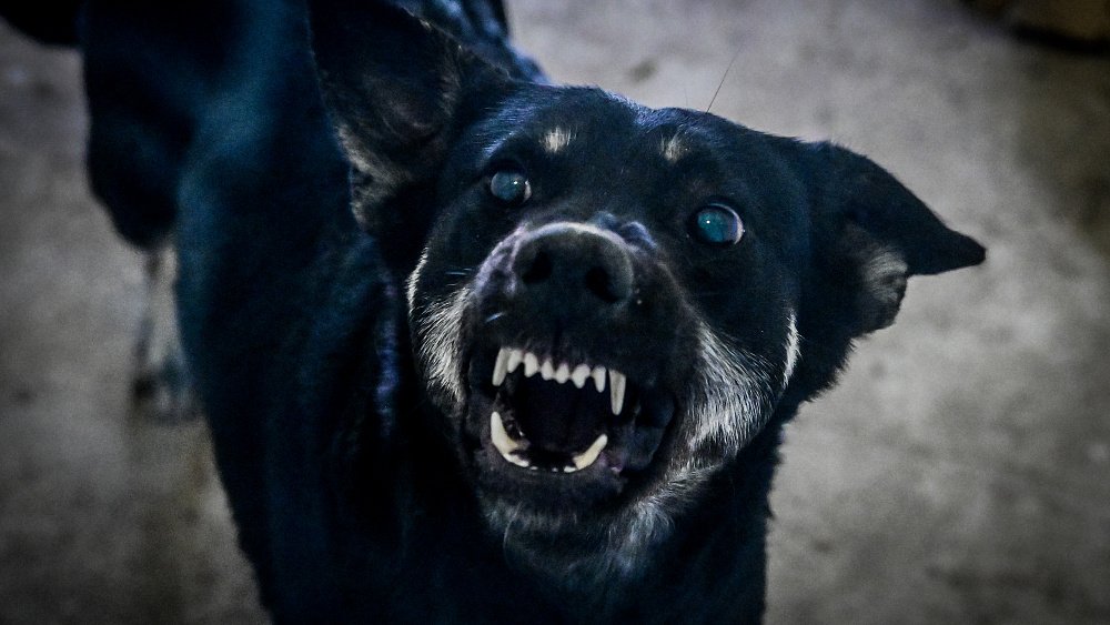 В Челябинске демонтируют парковку на Агалакова, где собаки покусали ребенка