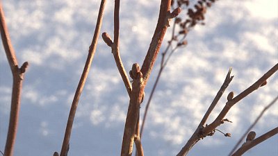 В Челябинске на деревьях появились почки