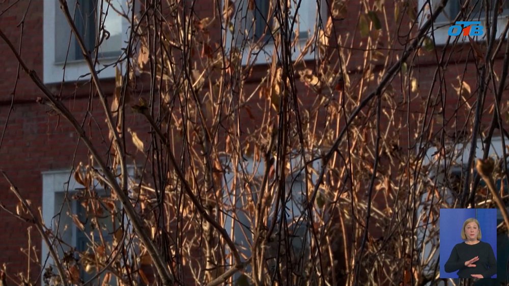 В Челябинской области из-за январского потепления на деревьях начали набухать почки