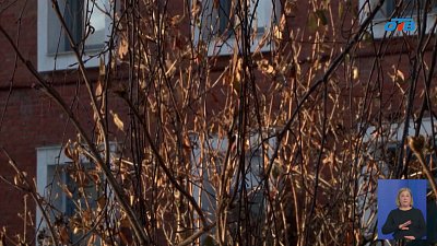 В Челябинской области из-за январского потепления на деревьях начали набухать почки