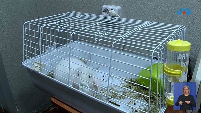 Кролик из Камерного театра обрел семью
