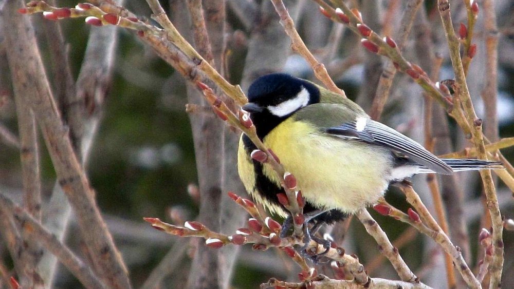 Таганайские синицы предрекли раннюю весну в Челябинской области