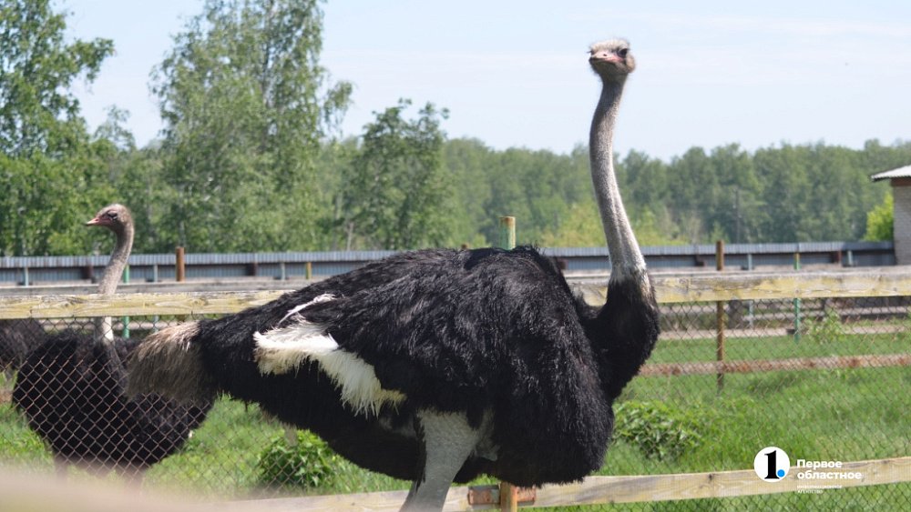 Тигрят, кенгуру, медвежат и страусов провозили через челябинский аэропорт