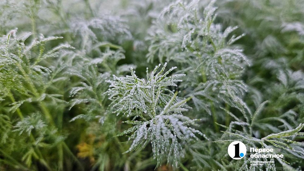 Минусы «плюса»: теплая зима в Челябинской области может навредить деревьям