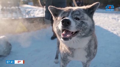 Акита-ину в рубрике «Усы, лапы и хвост»