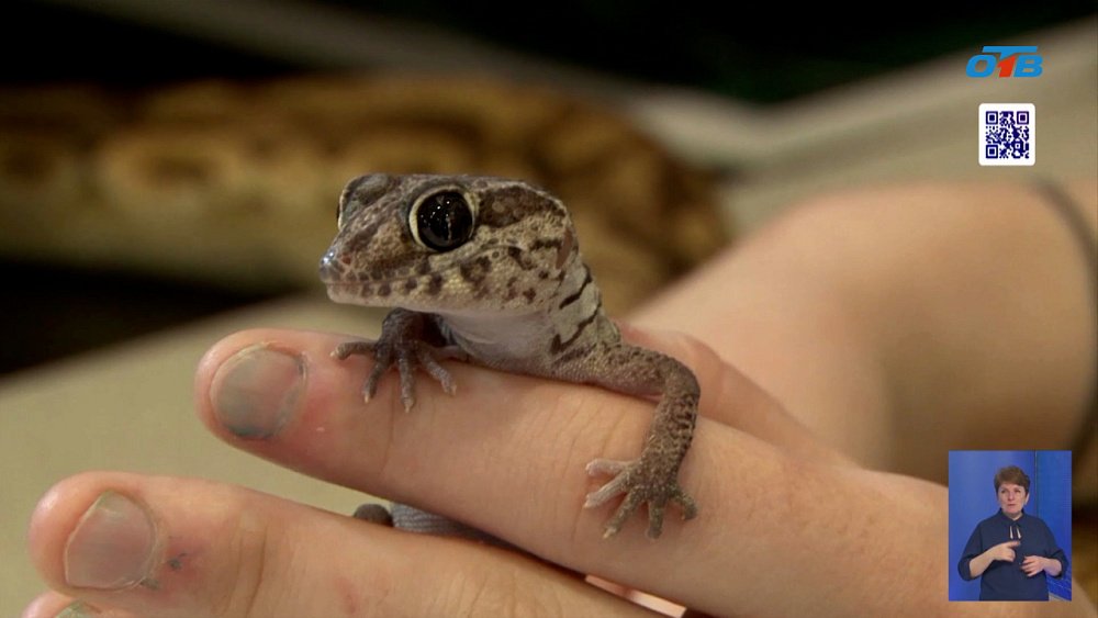 В Челябинске можно выпить чаю с рептилиями