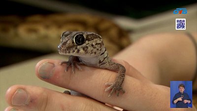 В Челябинске можно выпить чаю с рептилиями