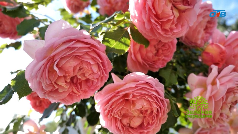 Почему красивые кустарники могут не зацвести?