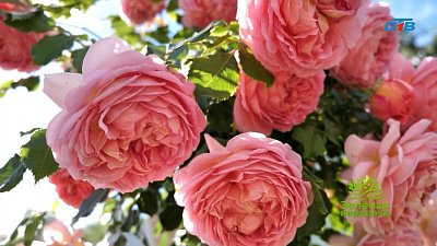 Почему красивые кустарники могут не зацвести?