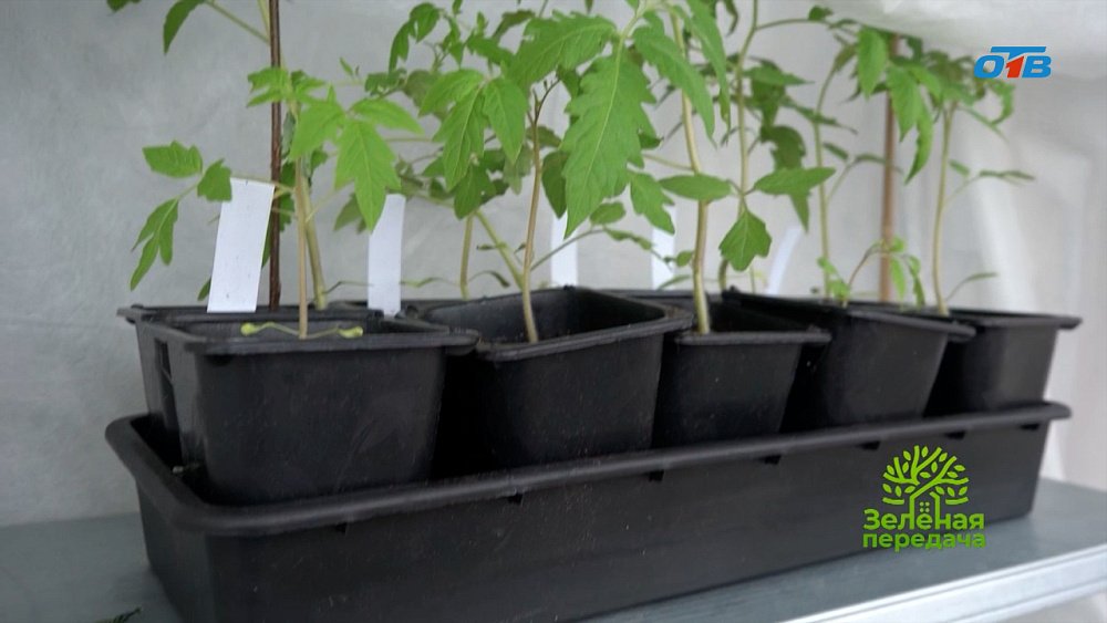 Эти «домики» должны понравиться вашей рассаде