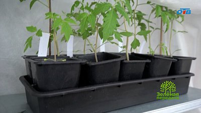 Эти «домики» должны понравиться вашей рассаде