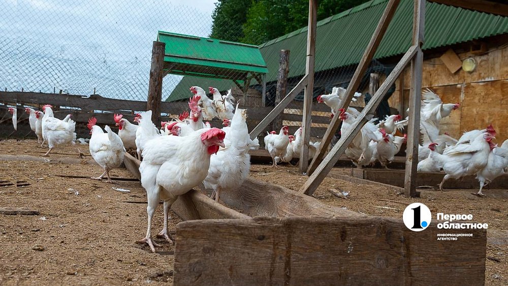 В Челябинской области увеличат поддержку фермерских хозяйств на 18%