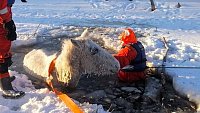 В Челябинской области спасатели вытащили лошадь из ледяной воды