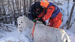 В Челябинской области спасатели вытащили лошадь из ледяной воды