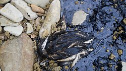 Фотограф из Челябинска снимает почерневшие пляжи Краснодарского края