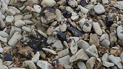 Фотограф из Челябинска снимает почерневшие пляжи Краснодарского края