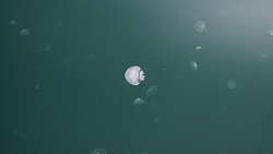 Фотограф из Челябинска снимает почерневшие пляжи Краснодарского края