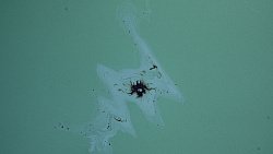 Фотограф из Челябинска снимает почерневшие пляжи Краснодарского края