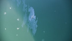 Фотограф из Челябинска снимает почерневшие пляжи Краснодарского края