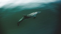 Фотограф из Челябинска снимает почерневшие пляжи Краснодарского края