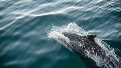 Фотограф из Челябинска снимает почерневшие пляжи Краснодарского края