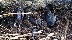 Фотограф из Челябинска снимает почерневшие пляжи Краснодарского края