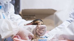 Фотограф из Челябинска снимает почерневшие пляжи Краснодарского края