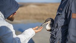 Фотограф из Челябинска снимает почерневшие пляжи Краснодарского края