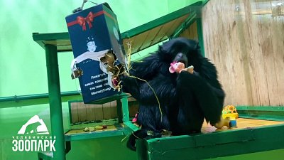 В Челябинском зоопарке самка сиаманга распаковала подарок на камеру