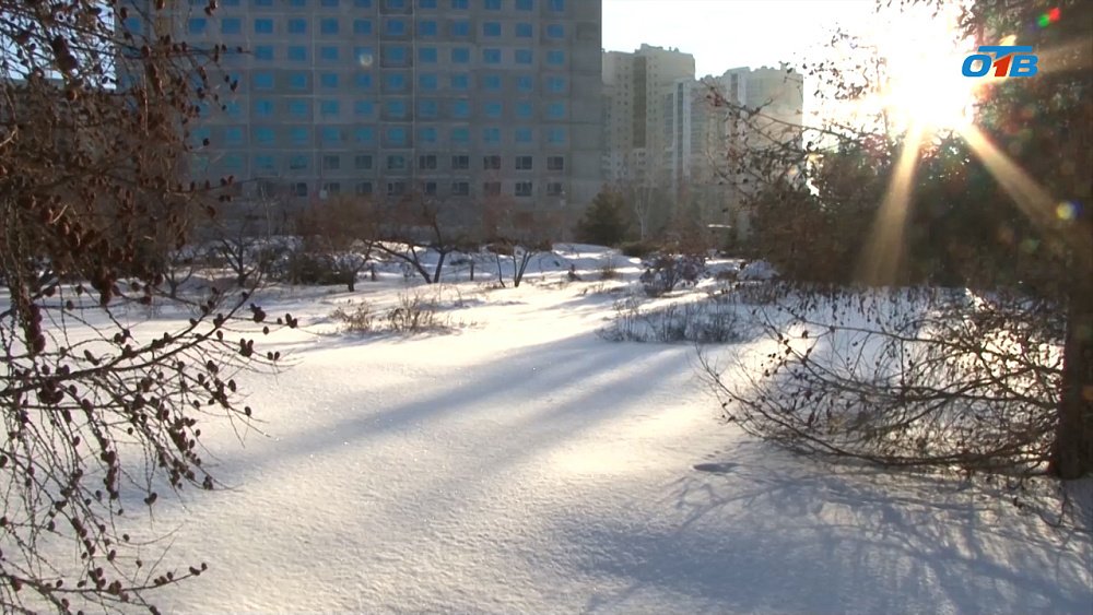 В регионе из-за потепления на деревьях набухли почки