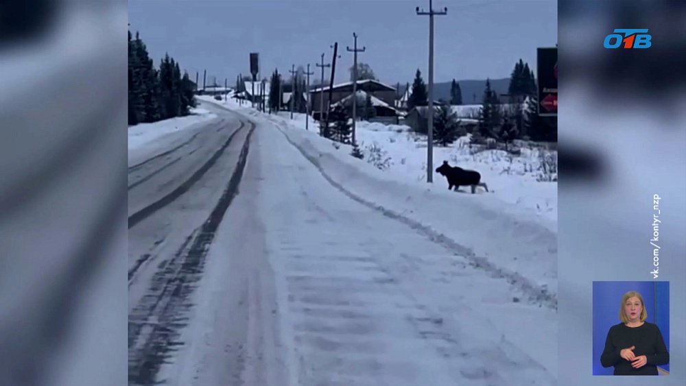 Жители Нязепетровска встречают на дорогах лосей
