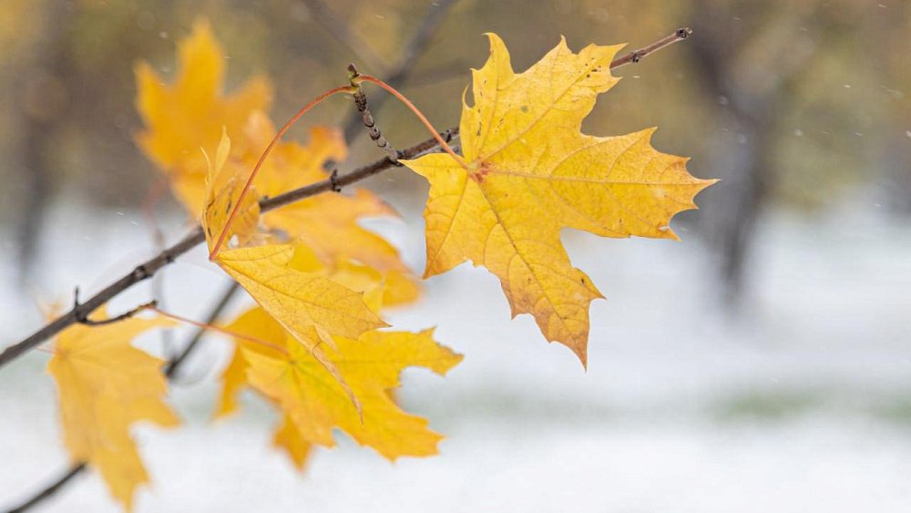 В Челябинске научились определять степень загрязнения воздуха по форме листьев