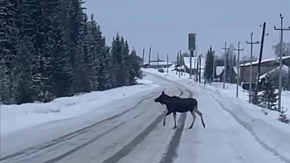 На севере Челябинской области все чаще встречают лосей на дорогах