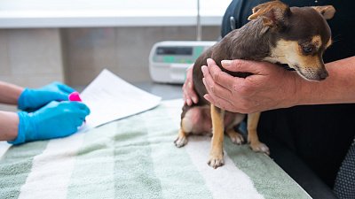 В Челябинской области заблокировали более 190 веб-страниц по продаже ветпрепаратов