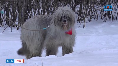 Южнорусская овчарка в рубрике «Усы, лапы и хвост»