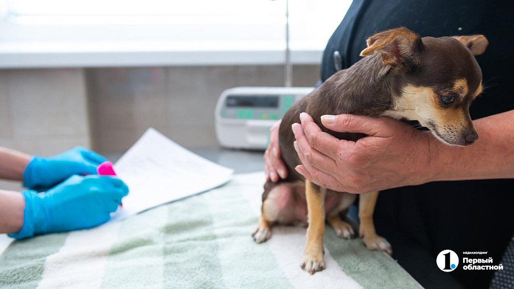 В Челябинской области заблокировали 99 сайтов с нарушениями продажи ветпрепаратов