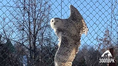 В Челябинском зоопарке поселилась сова с травмой глаза